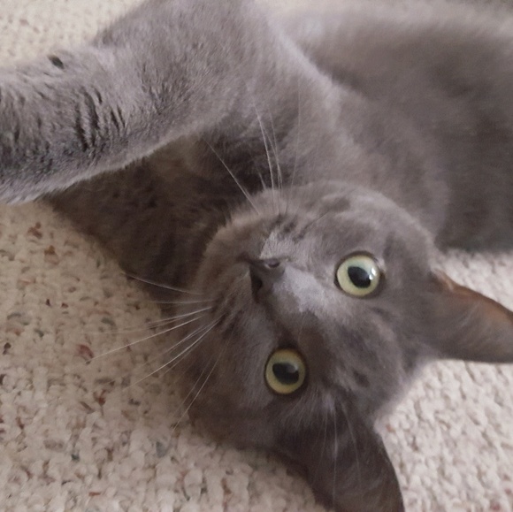 Meet your Posher, Dani - Picture 1 of 1